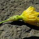 Image of Sonchus fauces-orci Knocke