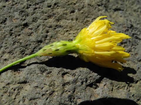 Image of Sonchus fauces-orci Knocke