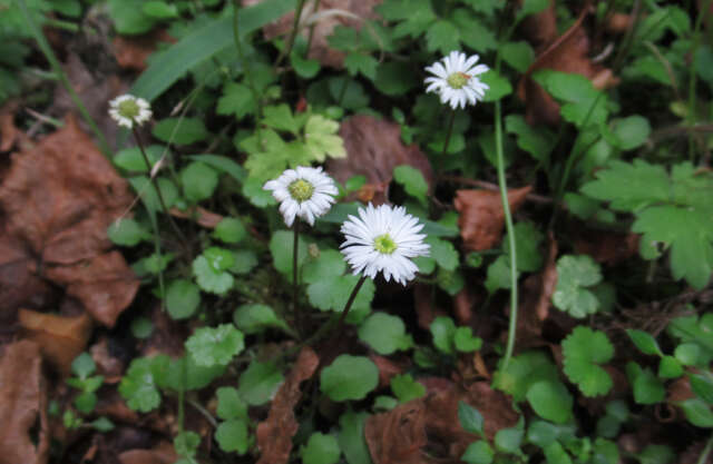 Image de Lagenophora pumila (Forst. fil.) Cheesem.