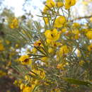 Image of Senna artemisioides subsp. artemisioides