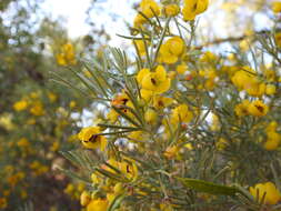 Image of Senna artemisioides subsp. artemisioides