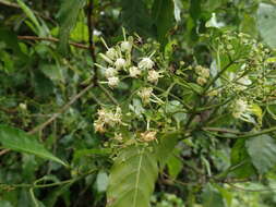 Image of Tarenna pavettoides subsp. pavettoides