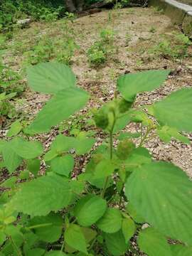 Imagem de Acalypha havanensis Müll. Arg.