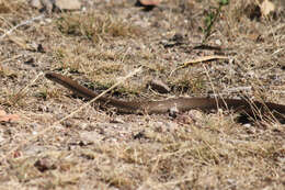 Image of Eastern brown snake