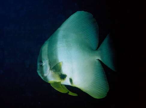 Image of Blunthead batfish