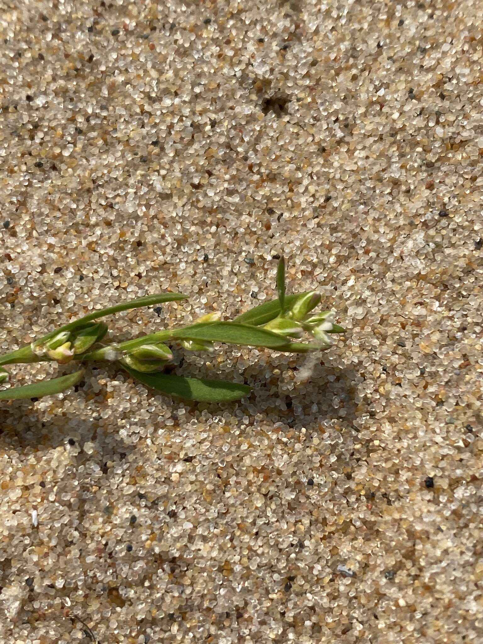 Image of bushy knotweed