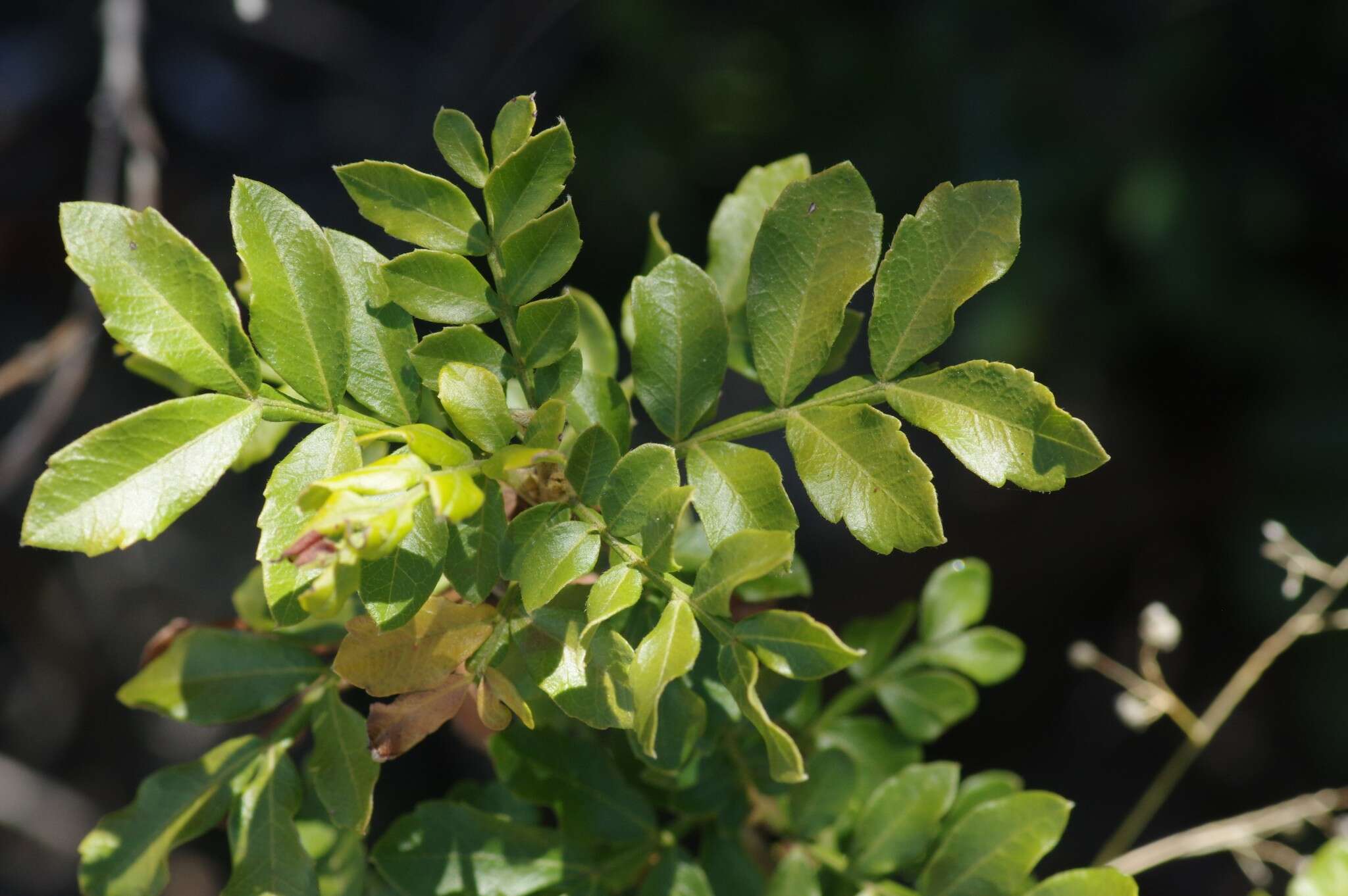 Hippobromus pauciflorus (L. fil.) Radlk. resmi