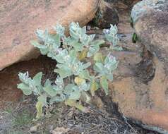 Image of Solanum lasiophyllum Dun.