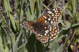 Image of Gabb's Checkerspot