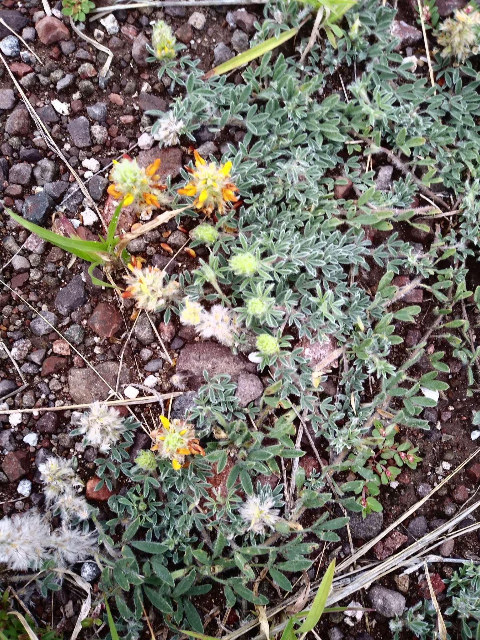 Слика од Dalea prostrata Ortega