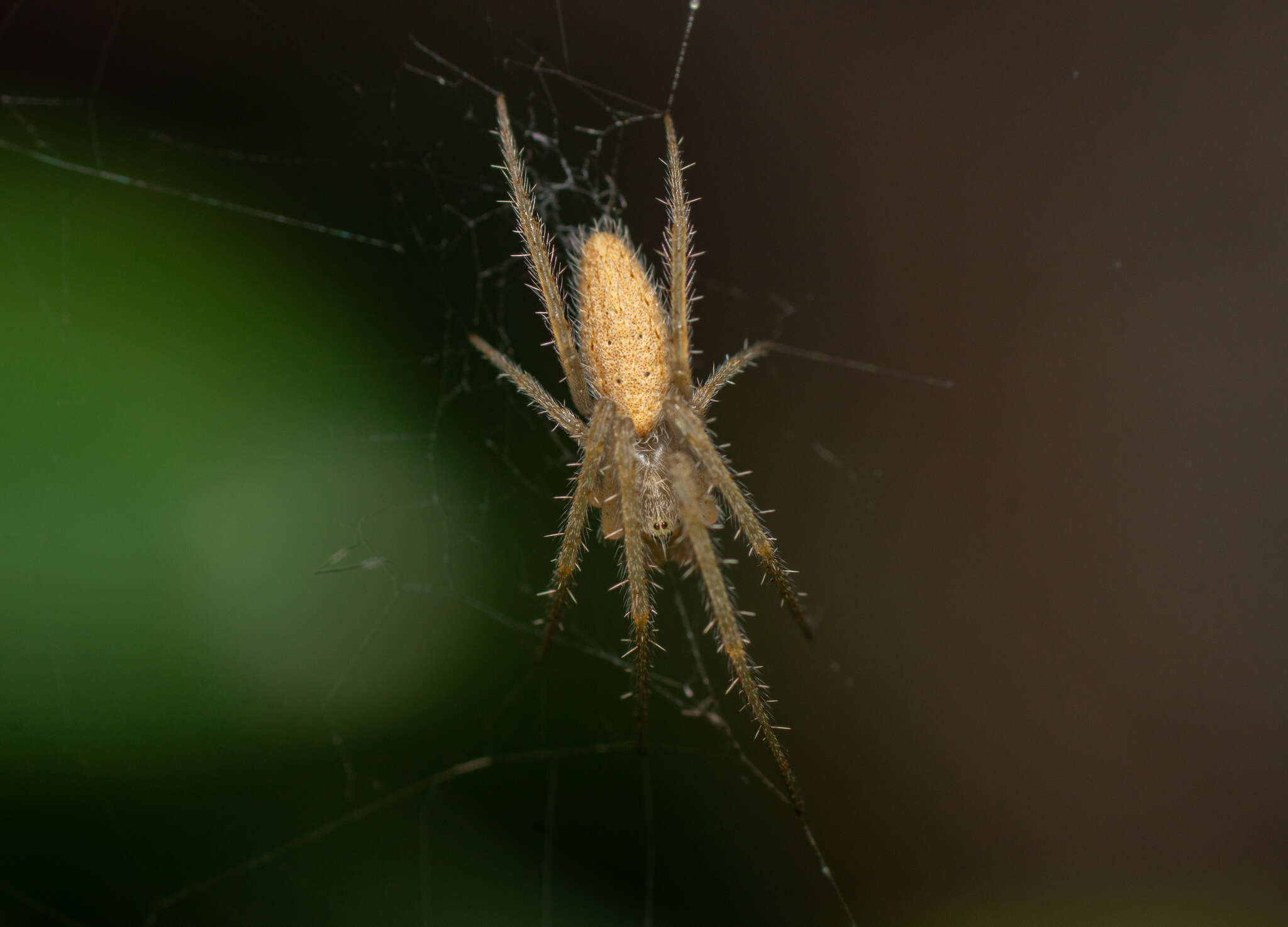 Image of Larinia lineata (Lucas 1846)