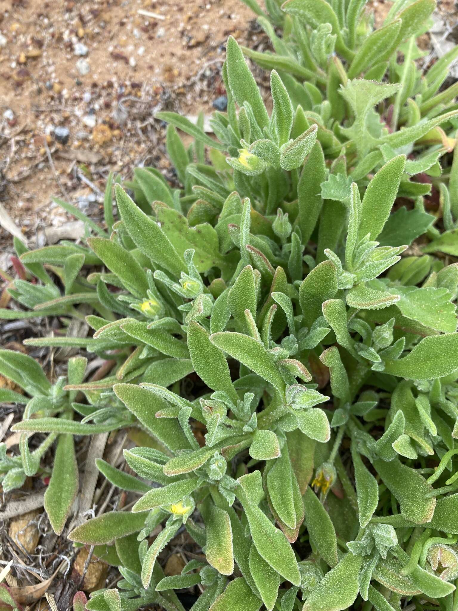 Image of Cleretum papulosum (L. fil.) N. E. Br.