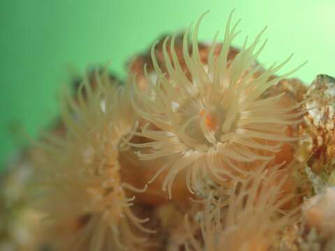 Image of orange anemone