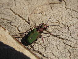 Sivun Cicindela (Cicindela) campestris olivieria Brullé 1832 kuva