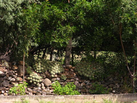 Image of Mammillaria compressa subsp. compressa