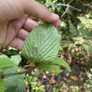 Image of Wright's viburnum