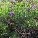 Image of Vicia uralensis