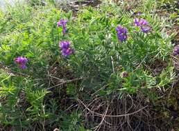 Imagem de Vicia uralensis