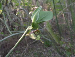 Слика од Euphorbia bracteata Jacq.