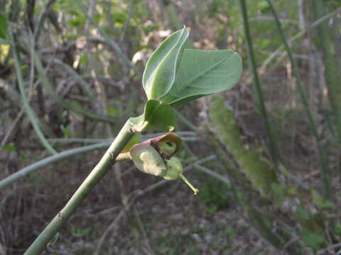 Sivun Euphorbia bracteata Jacq. kuva