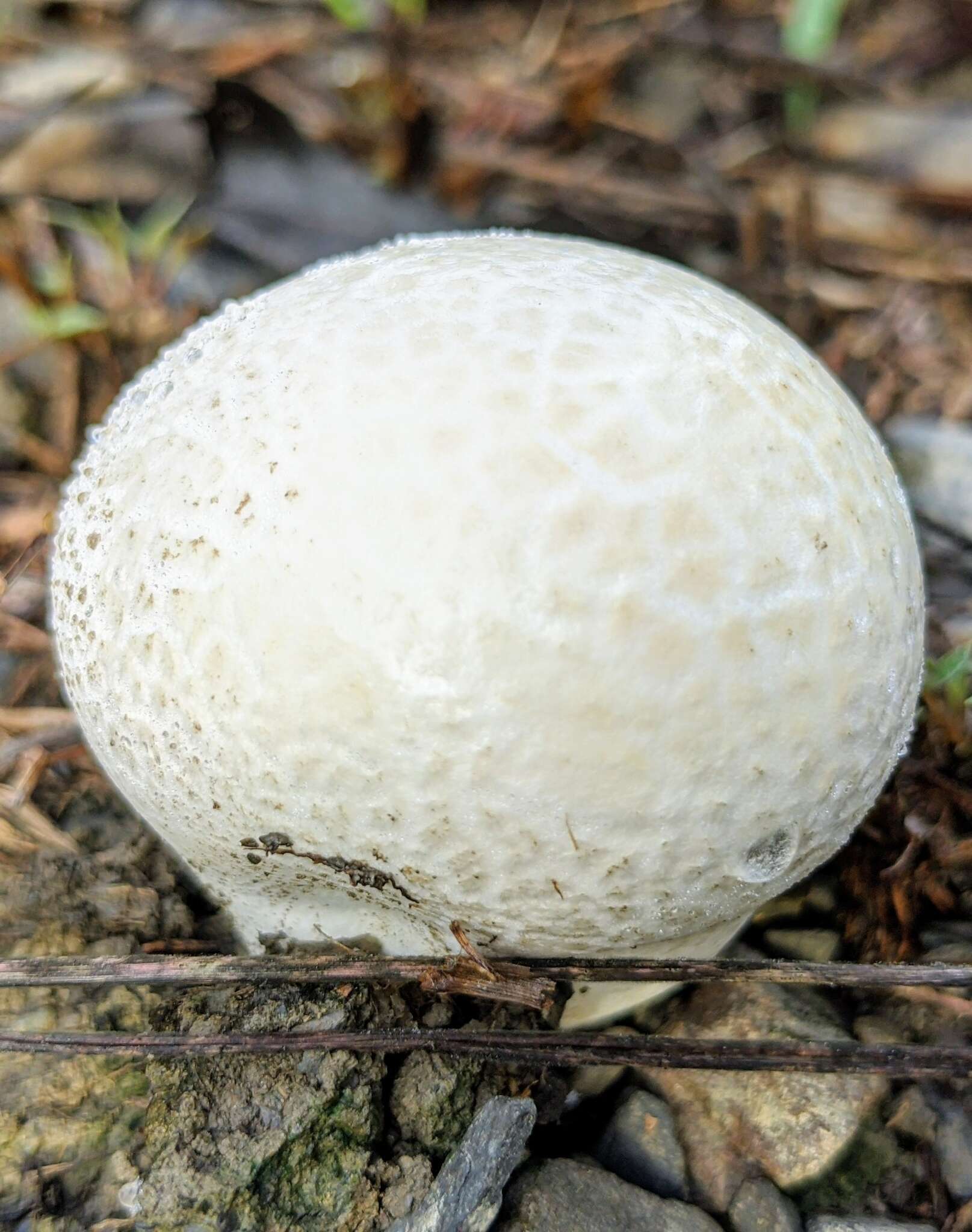 Imagem de Calvatia lilacina (Mont. & Berk.) Henn. 1904