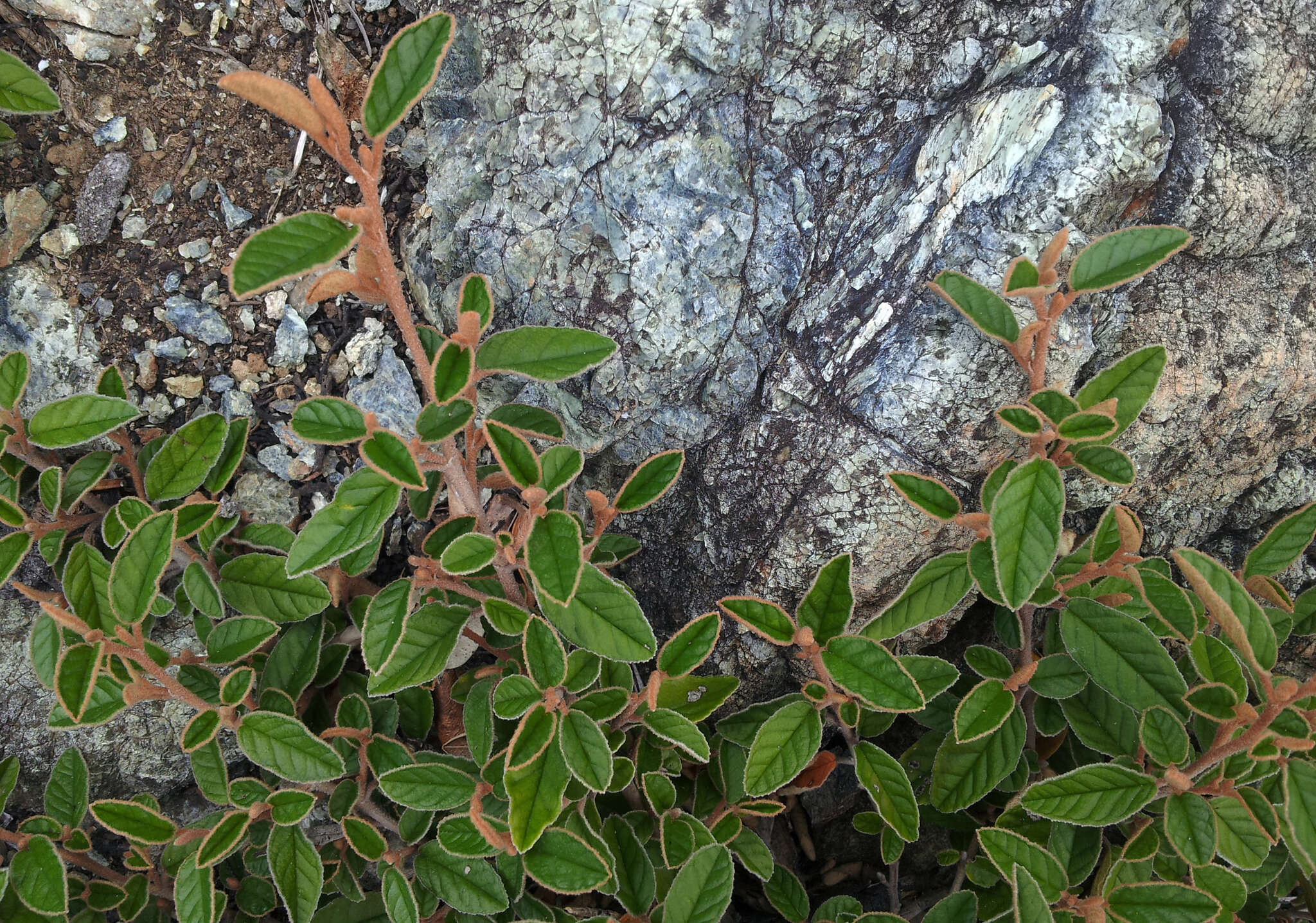 Plancia ëd Pomaderris paniculosa subsp. novaezelandiae (L. B. Moore) N. G. Walsh