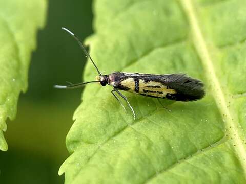 Image of Schiffermuelleria schaefferella Linnaeus 1758