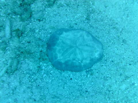 Image of Sand dollar