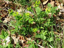 Image of Euphorbia angulata Jacq.