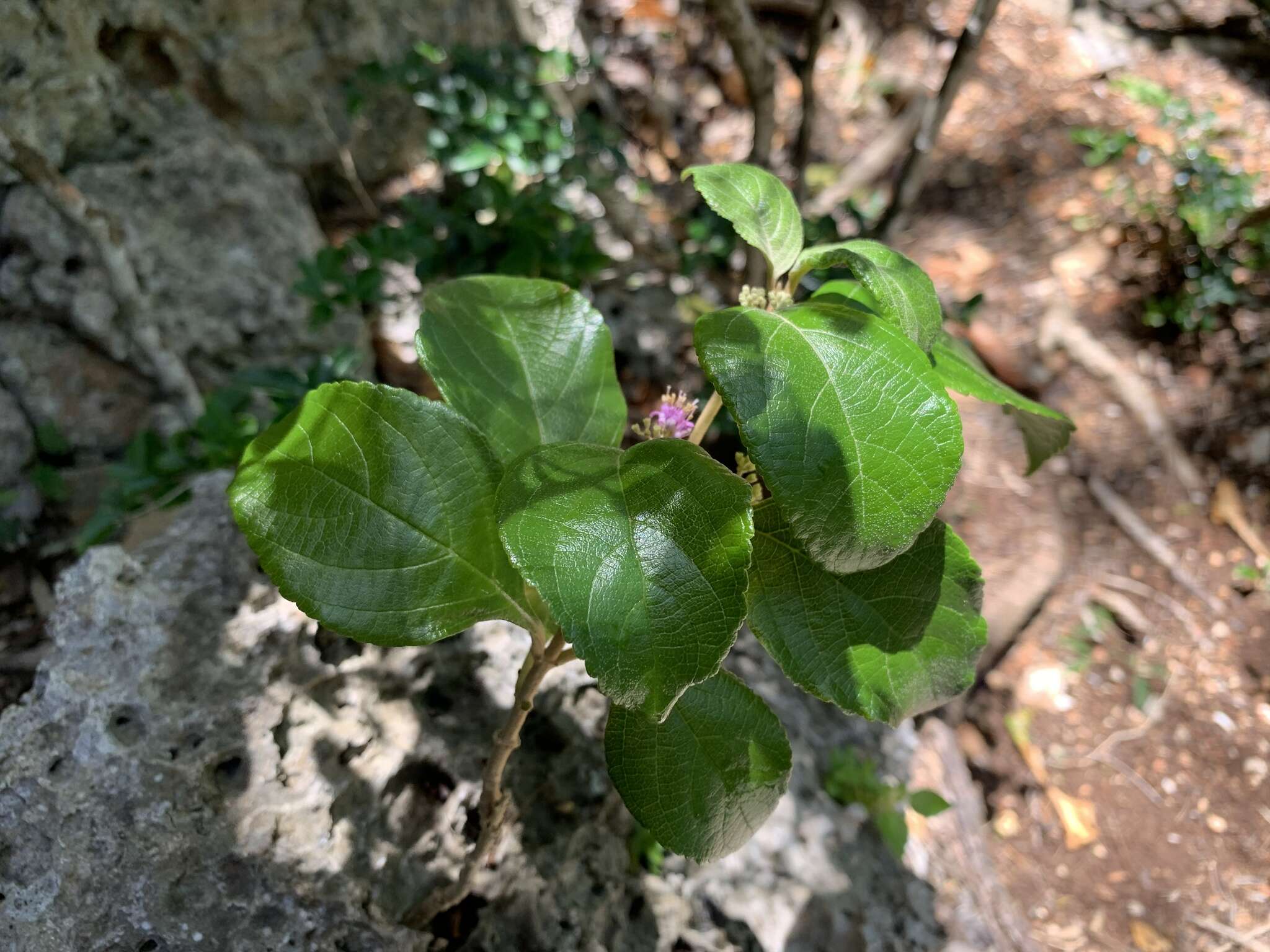 Image of Callicarpa candicans (Burm. fil.) Hochr.