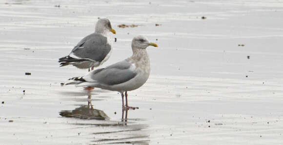 Image of Larus glaucoides thayeri Brooks & WS 1915