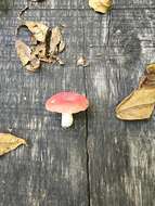 Image of Russula henningsii Sacc. & P. Syd. 1902