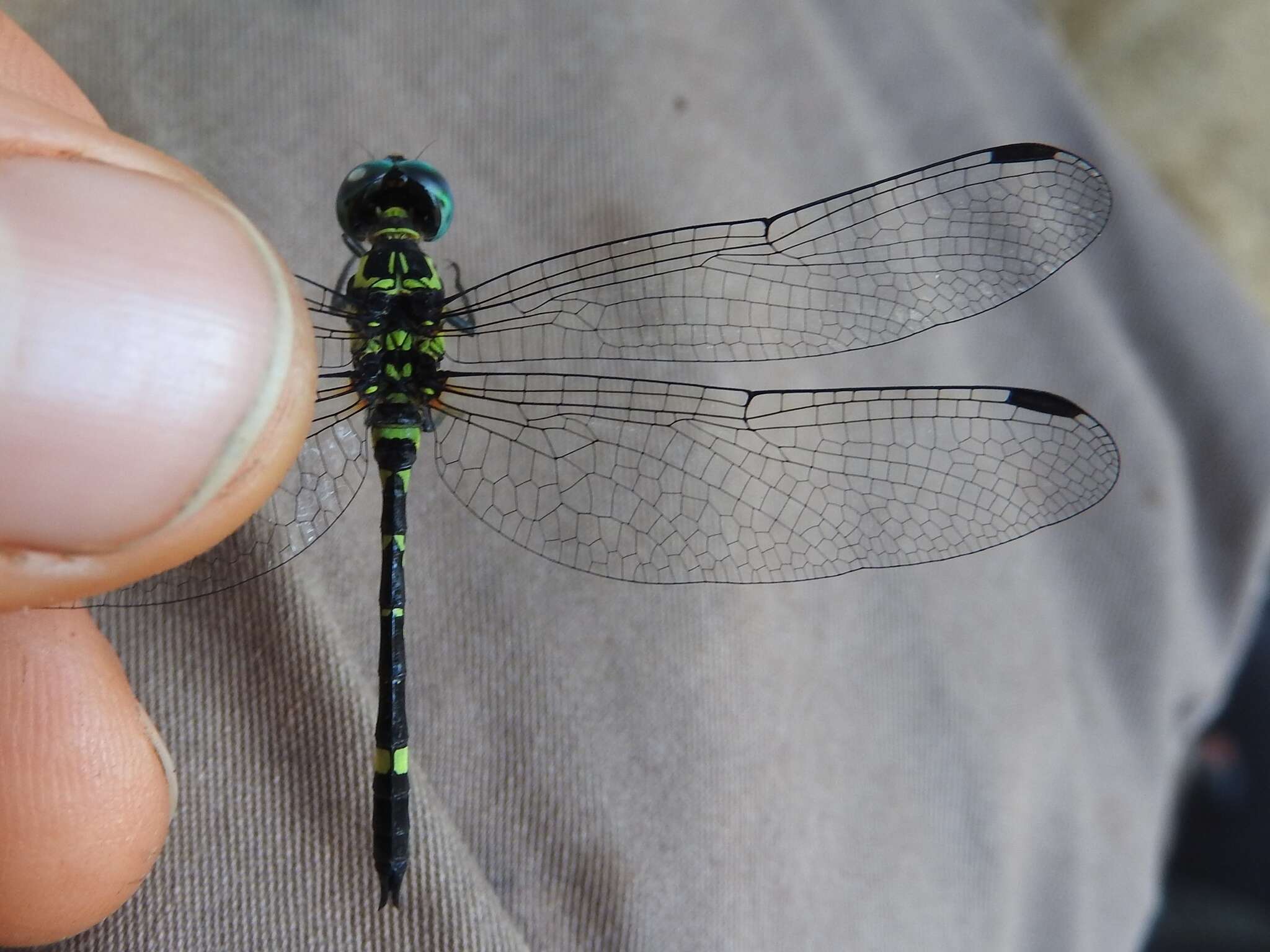 Imagem de Tetrathemis camerunensis (Sjöstedt 1900)