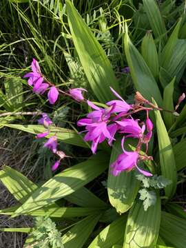 Image of Urn orchids