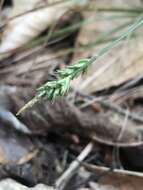 Image of stellate sedge