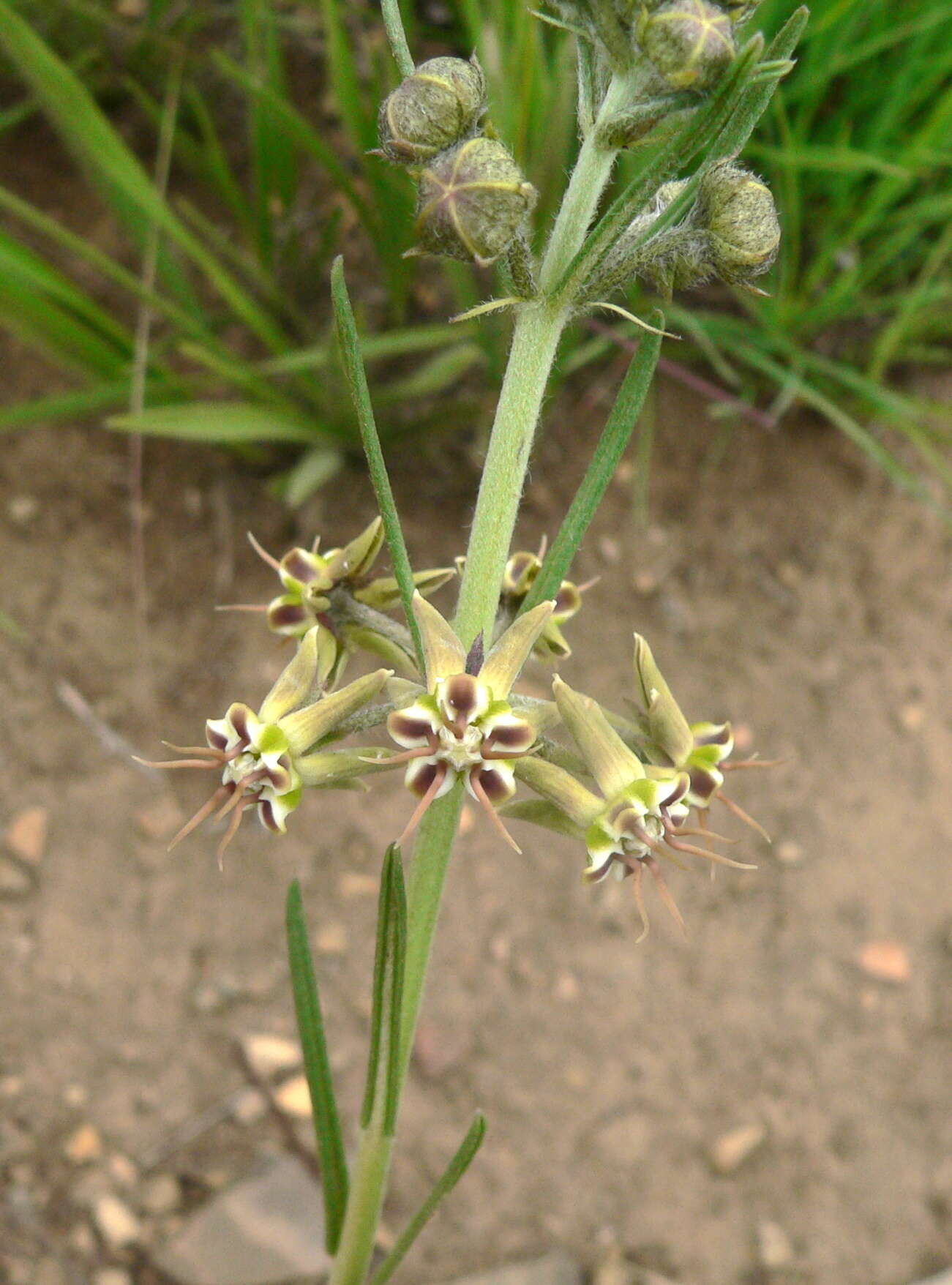 Image of Miraglossum pulchellum (Schltr.) F. K. Kupicha