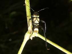 Image of Cotyclytus scenicus (Pascoe 1866)