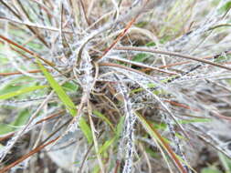 Image of Luzula ulophylla (Buch.) Ckn. & Laing
