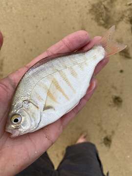 Image of Redtail surfperch