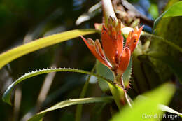 Image of Aechmea brevicollis L. B. Sm.