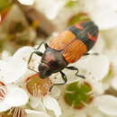 Image of Castiarina brutella (Thomson 1879)