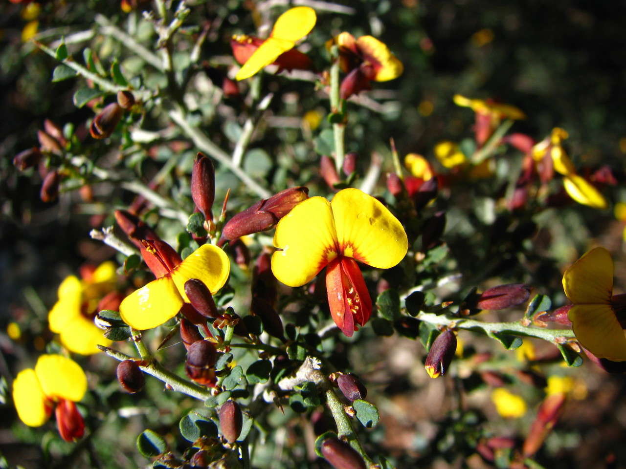 Plancia ëd Bossiaea obcordata (Vent.) Druce