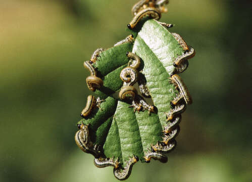 Image of Striped Alder Sawfly