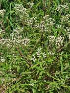 Image of pine barren thoroughwort