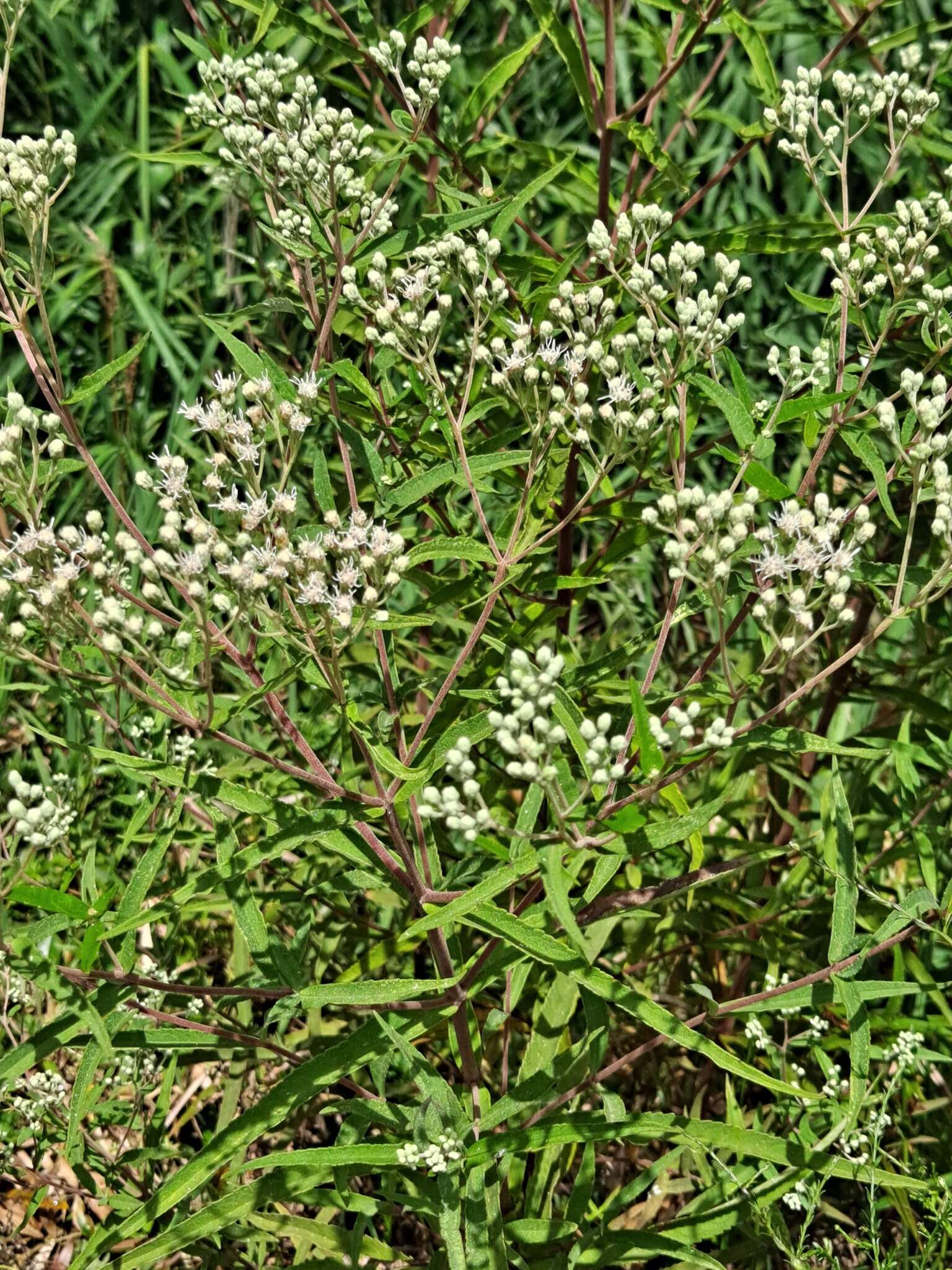 Sivun Eupatorium resinosum Torrey ex DC. kuva