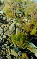 Plancia ëd Festuca auriculata Drobow