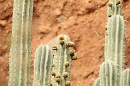 Image of Stenocereus huastecorum