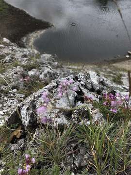 Image of Allium rubens Schrad. ex Willd.