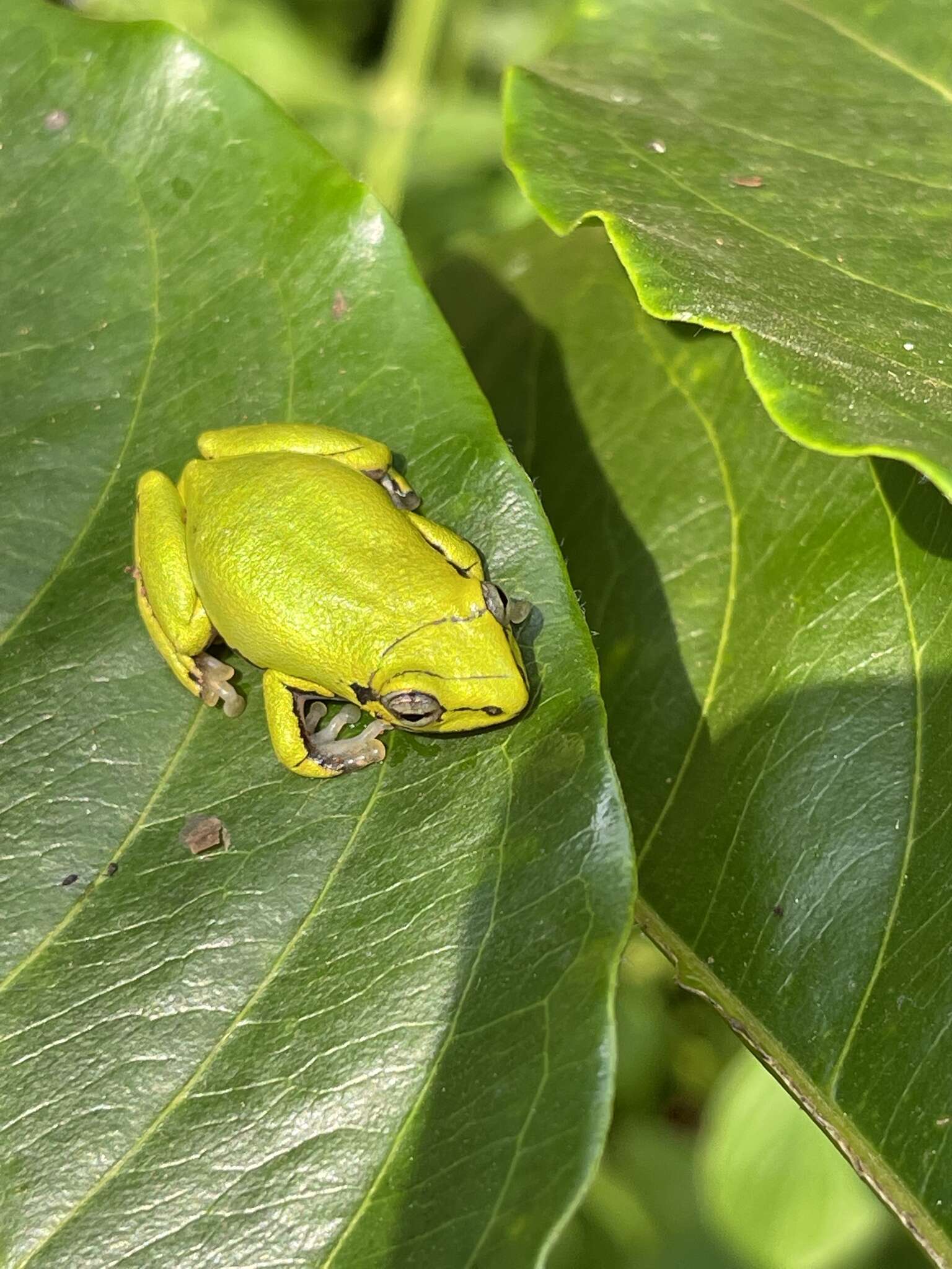 Image of Cinnamon-bellied Reed Frog