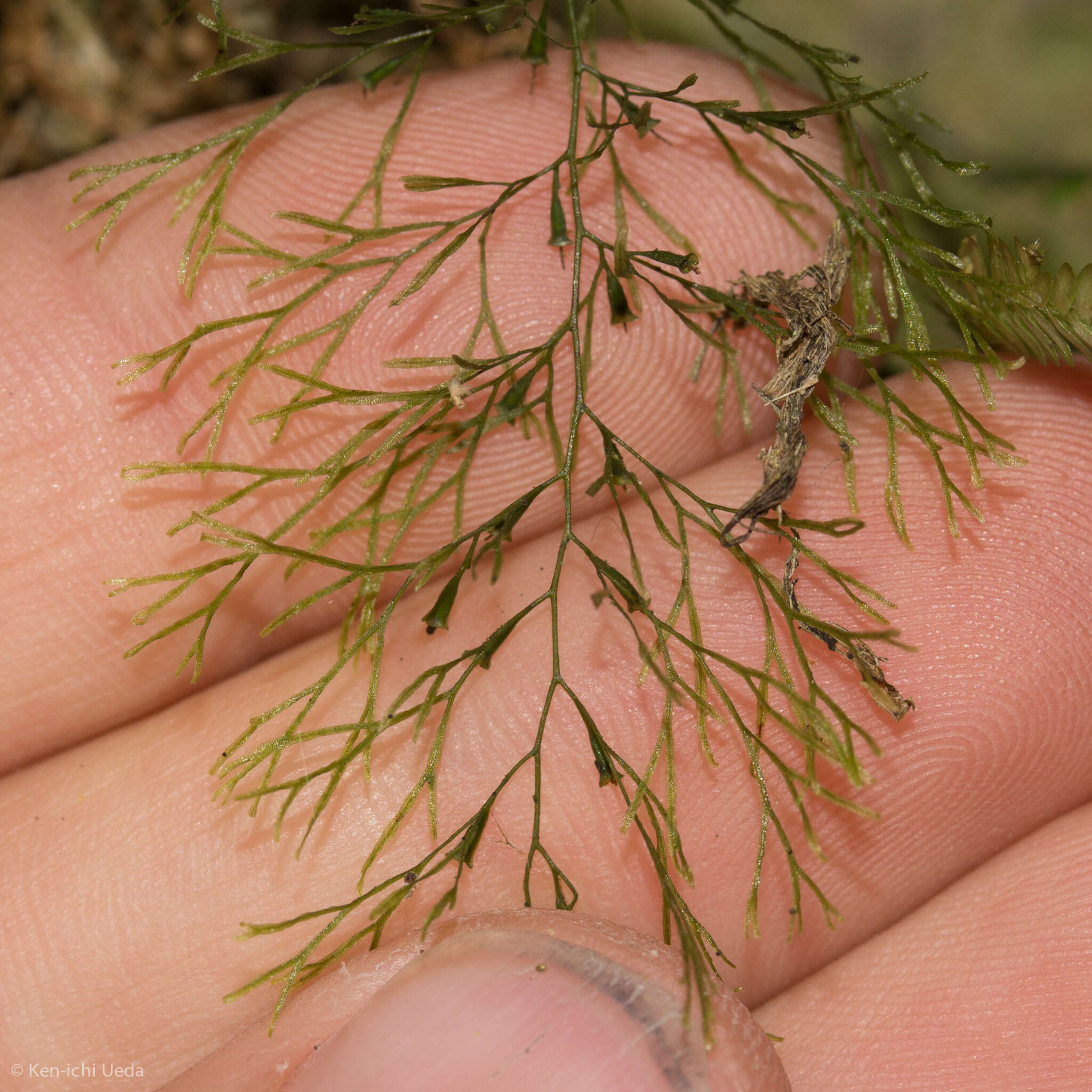 Image of treetrunk bristle fern